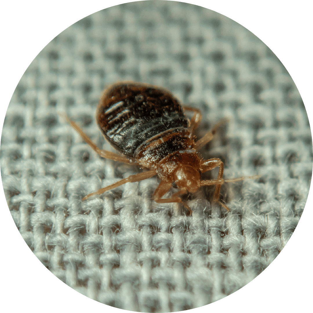 bed bug bed bug control