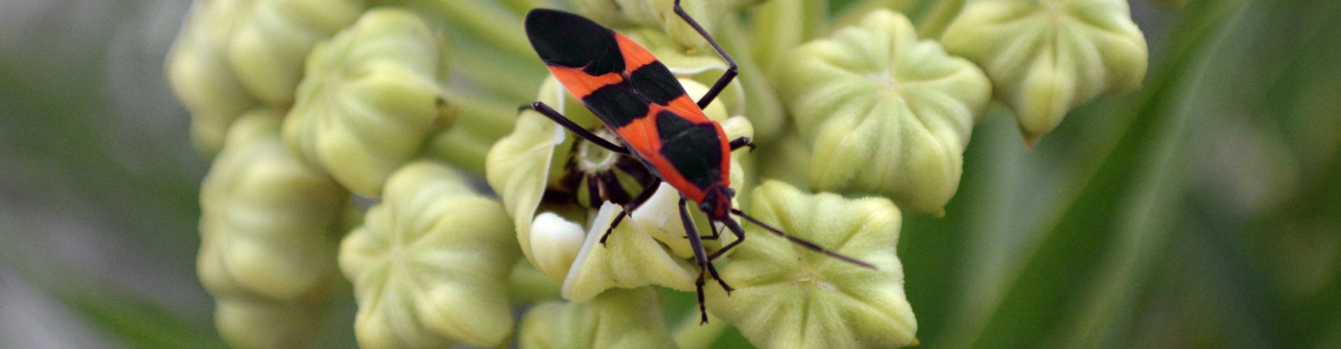 boxelder boxelder bug control