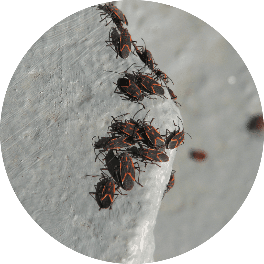 boxelder boxelder bug control
