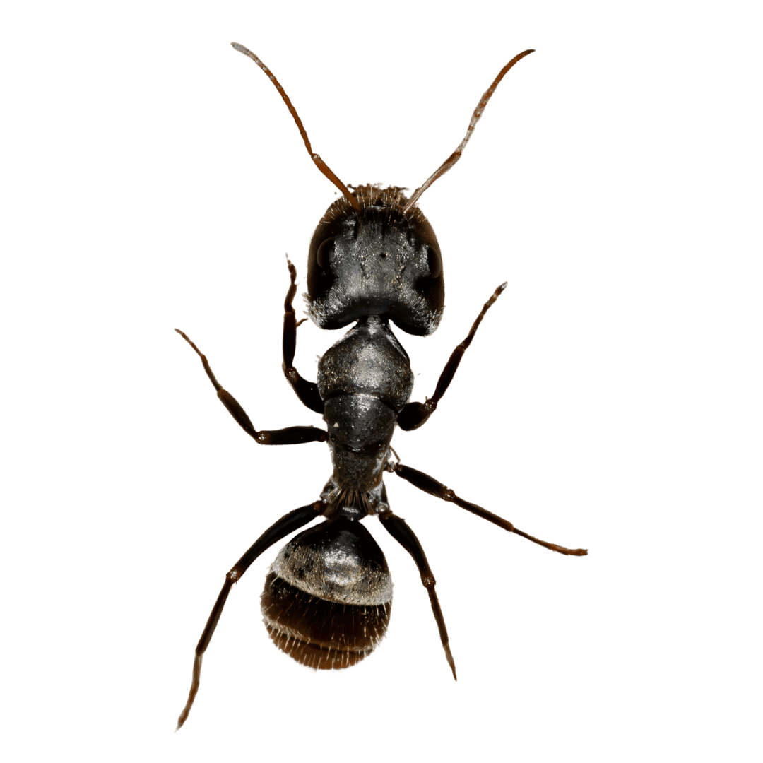 carpenter ant carpenter ant control