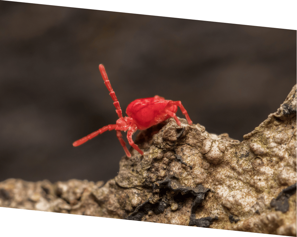 clover mite Clover mite exterminator