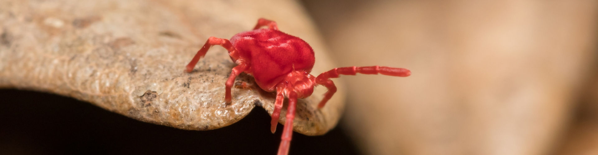 clover mite Clover mite exterminator
