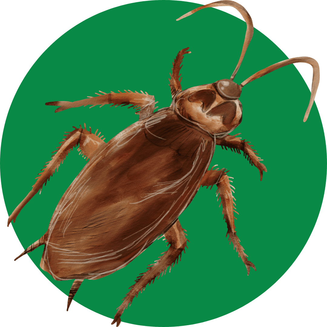 cockroach cockroach control