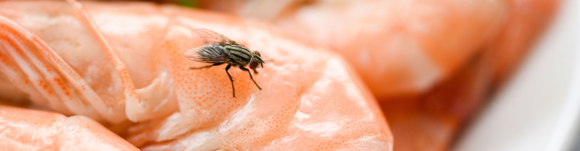 fly control Fly control