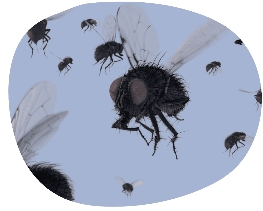 fly control Fly control