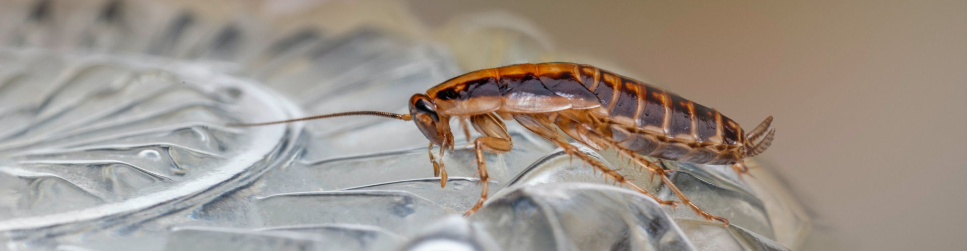 german cockroach german cockroach control