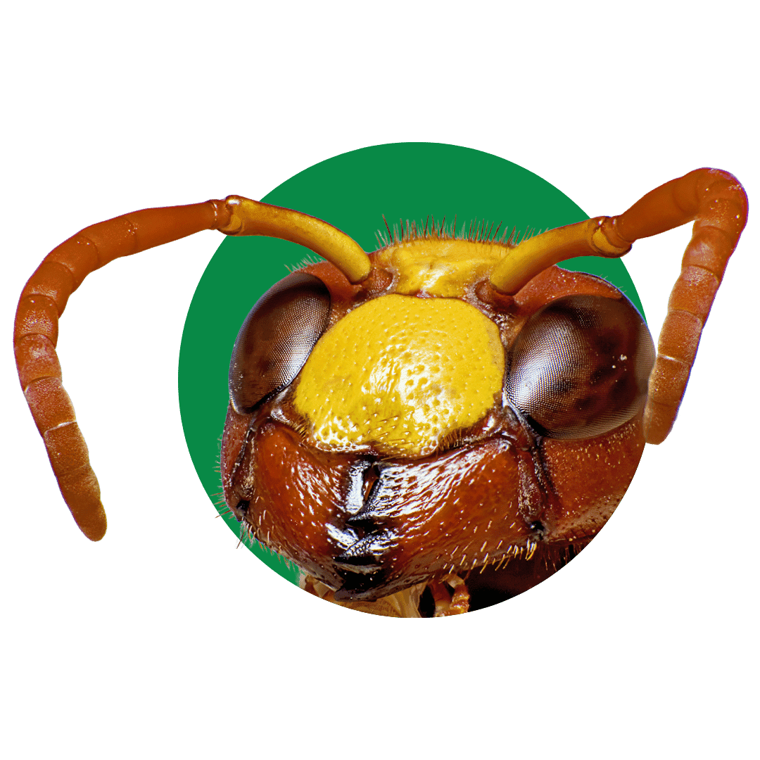 hornet hornet pest control