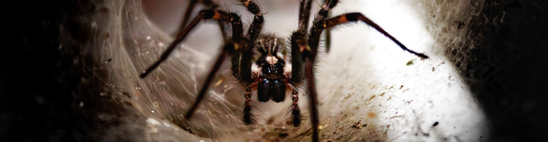 spider spider control