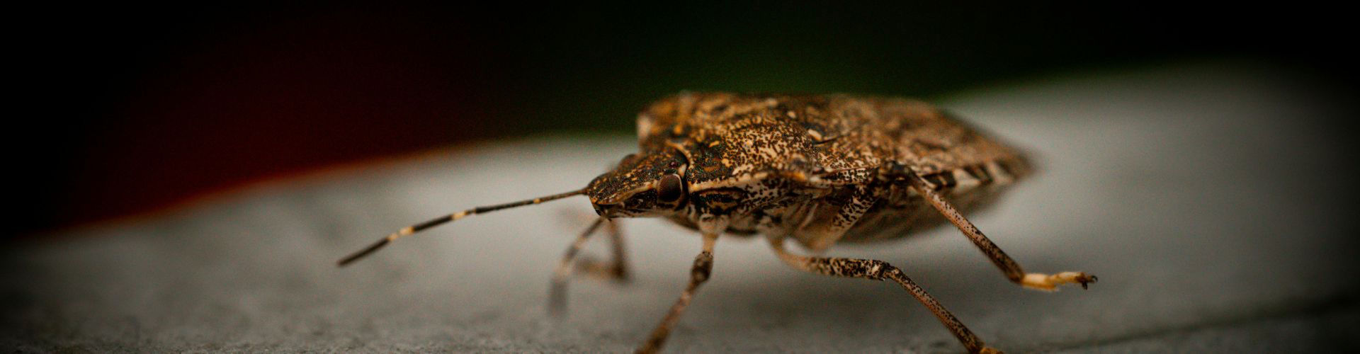 stink bug stink bug control