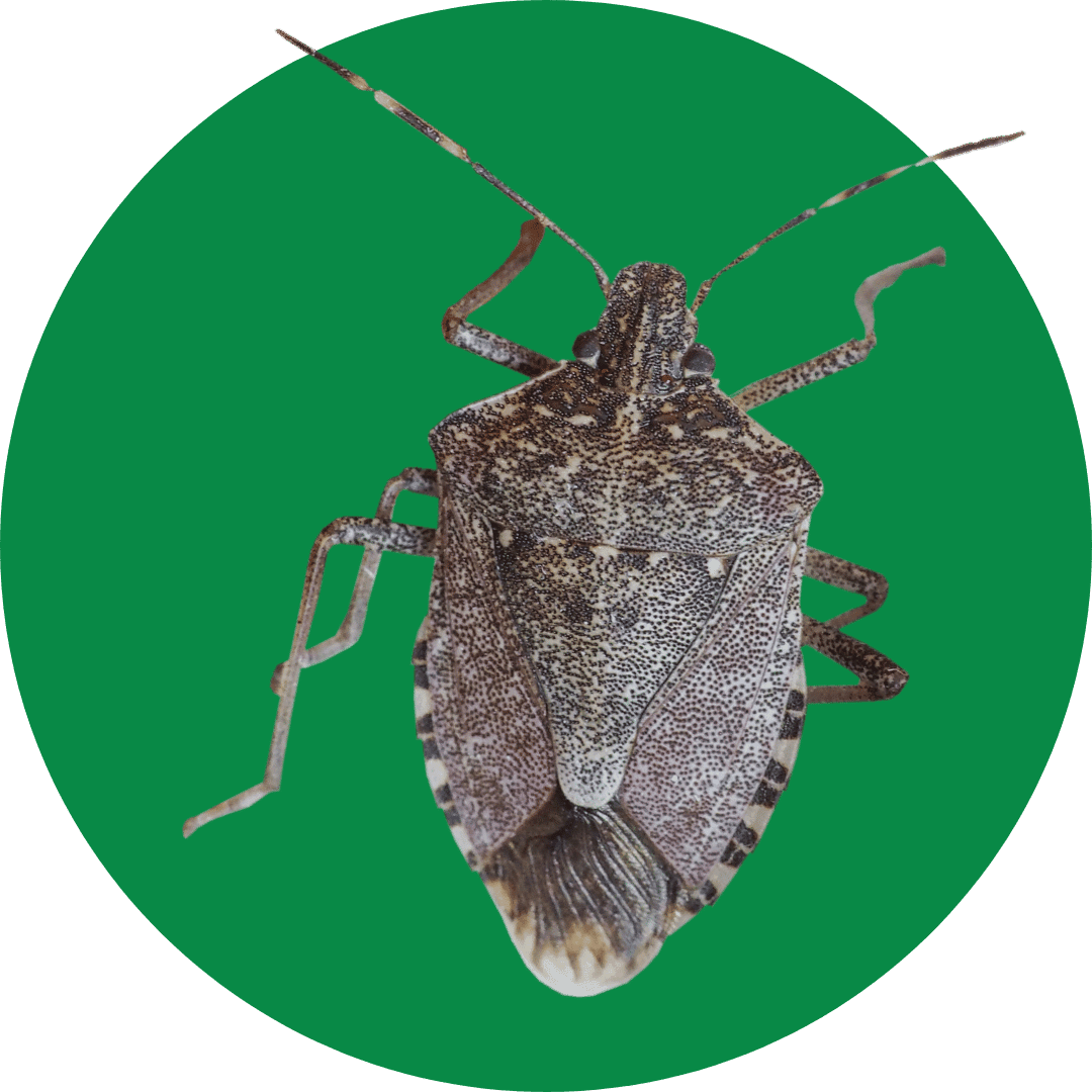 stink bug stink bug control