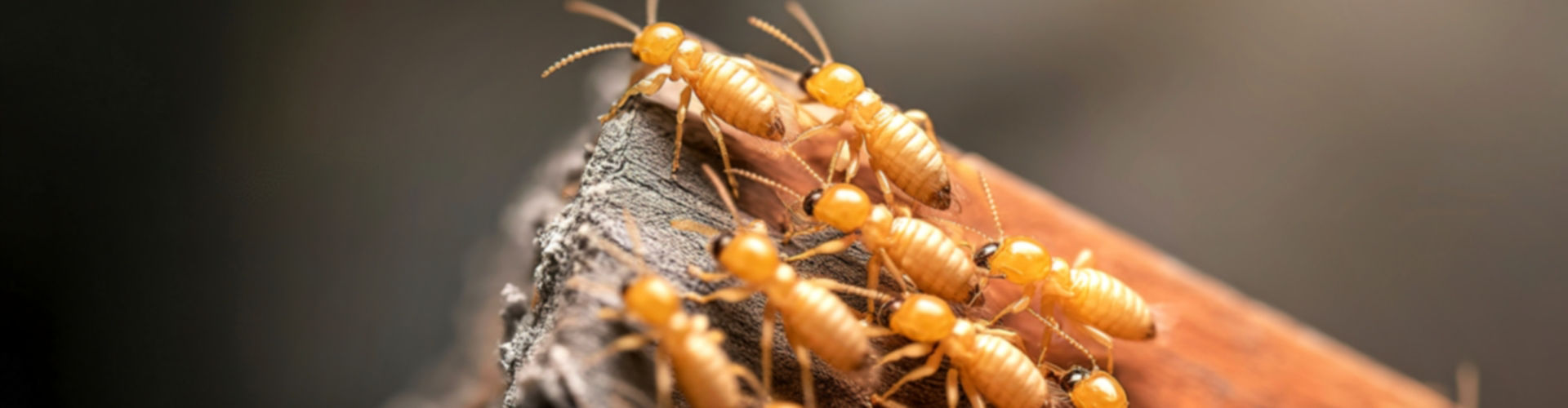 termite Termite control