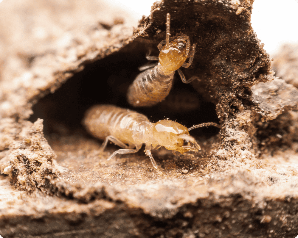 termite Termite control