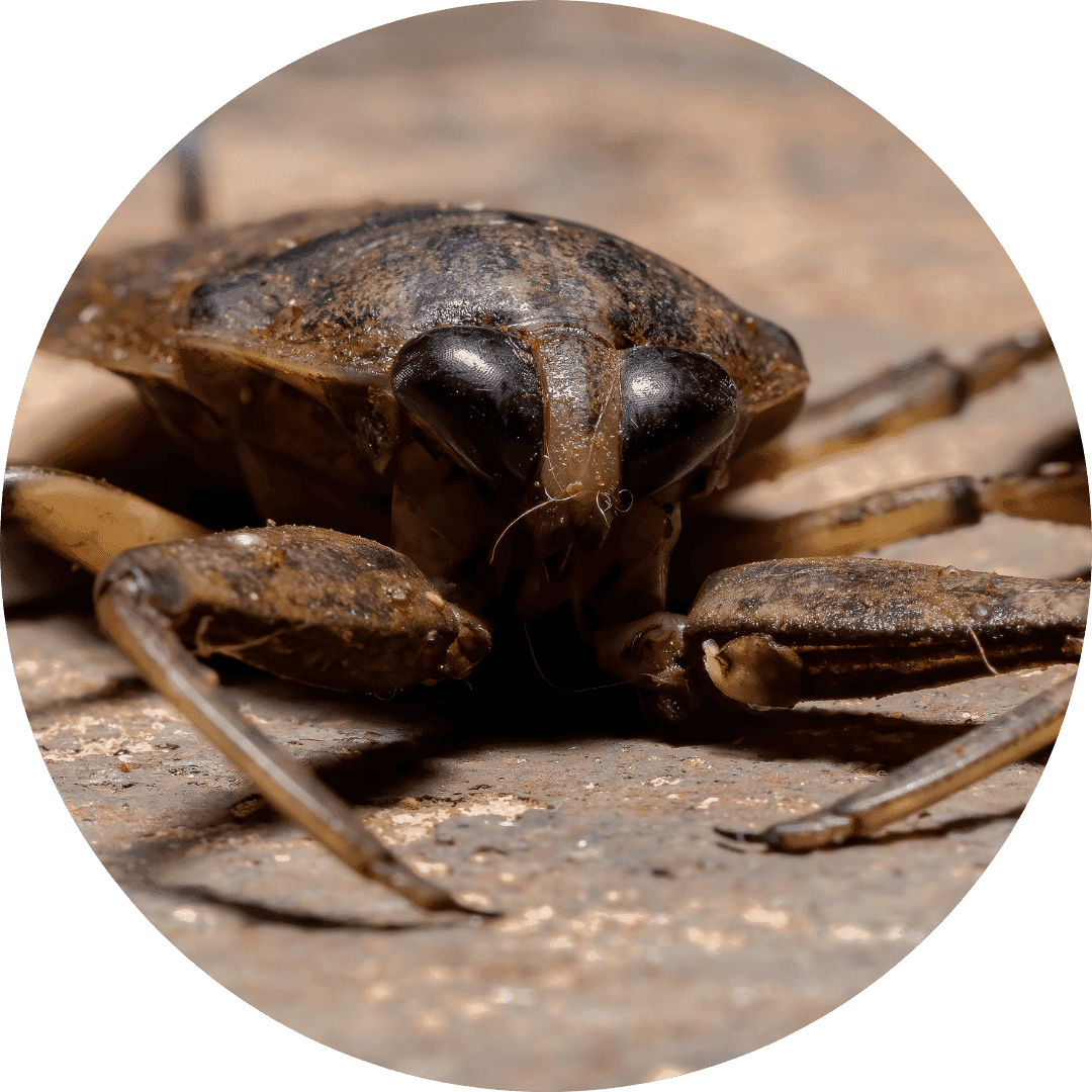 water bug waterbug extermination