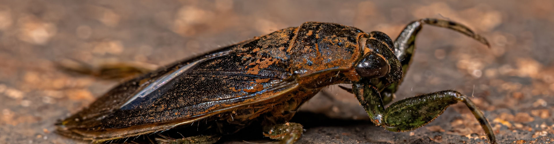 waterbug waterbug extermination