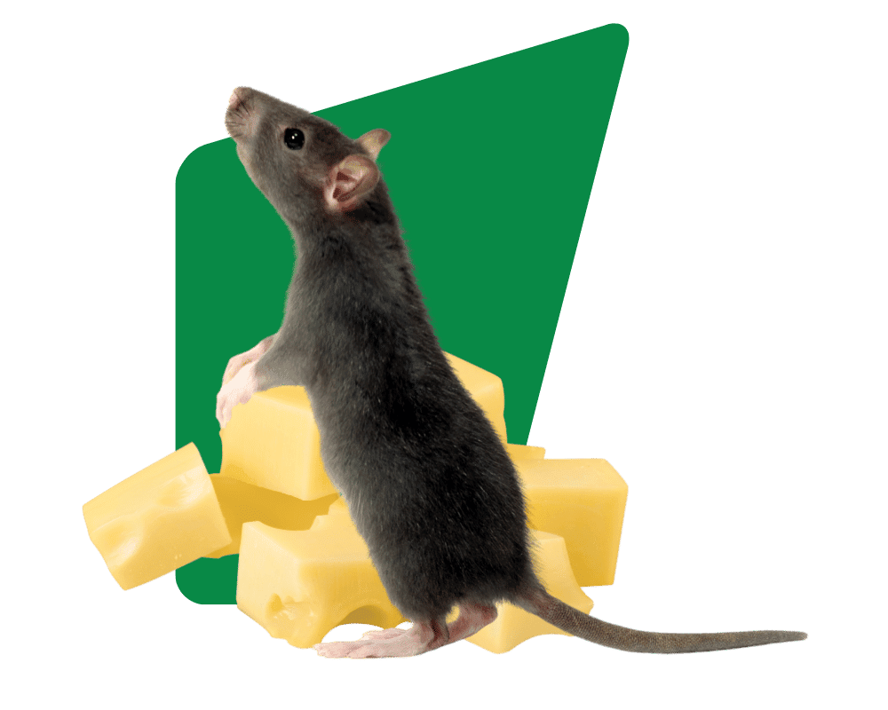rat rat pest control