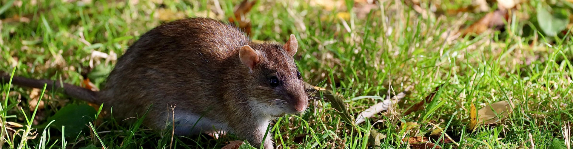 rat rat pest control