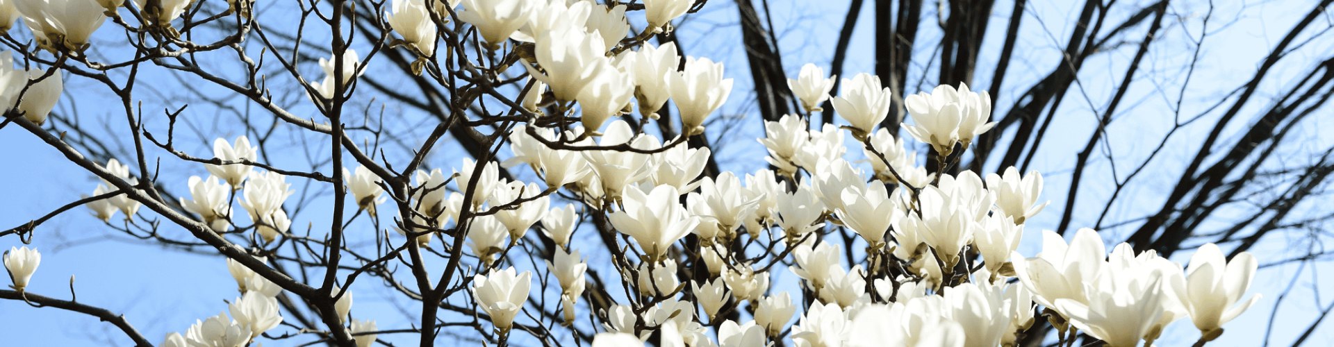 Victory Gardens Banner Victory Gardens