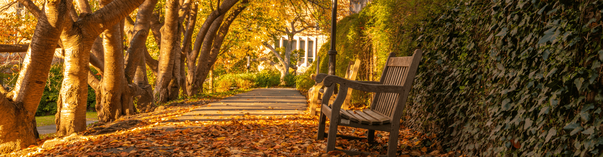 Roselle Banner Roselle