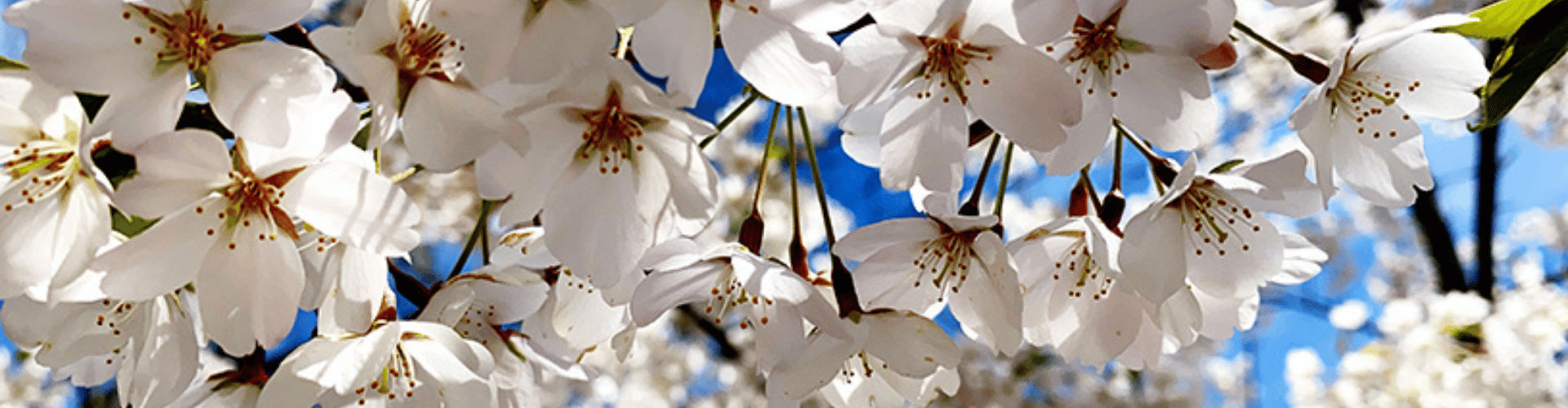 Essex Fells Banner flowering tree with white petals