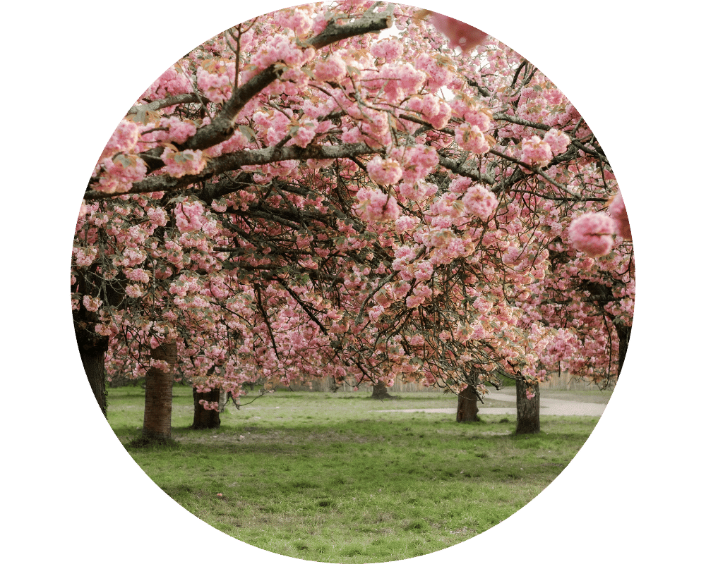 Cherry Blossom tree in Millburn, NJ park