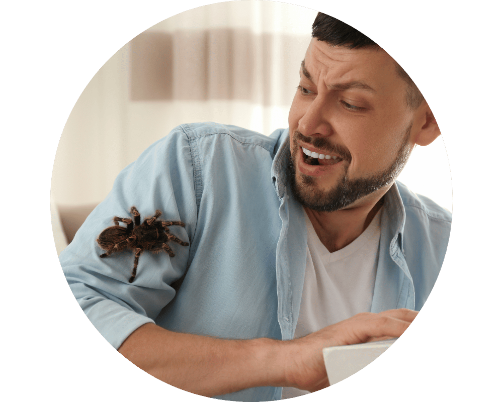 Are Spiders Insects Circle Are spiders insects