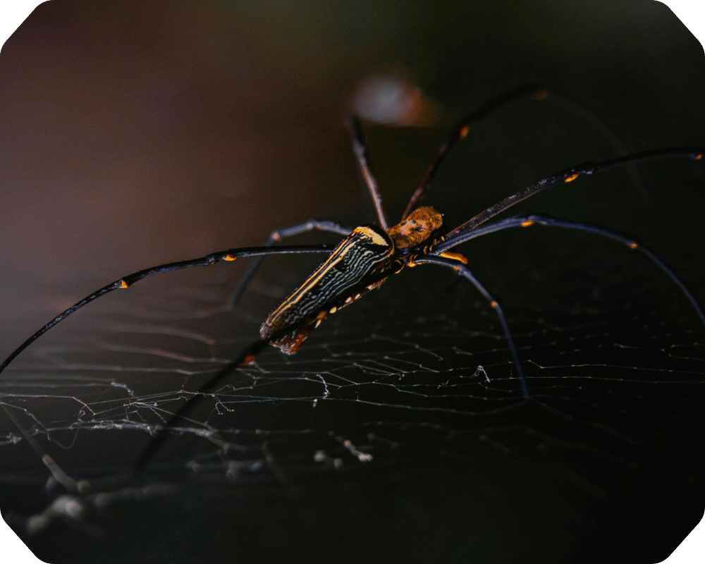 Are Spiders Insects Corner 1 Orb Weaver