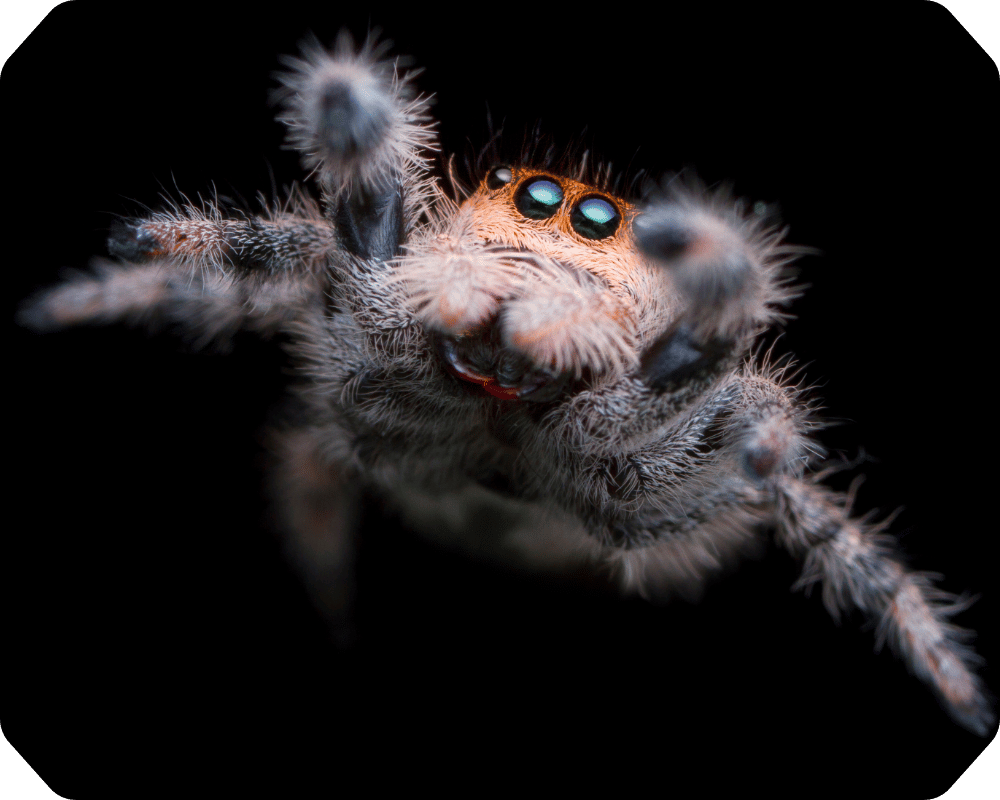Are Spiders Insects Corner 2 Jumping spider