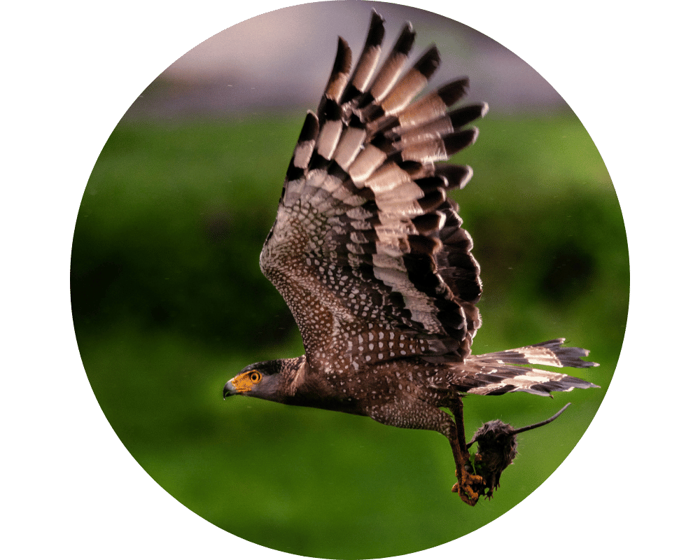 hawk flying with prey