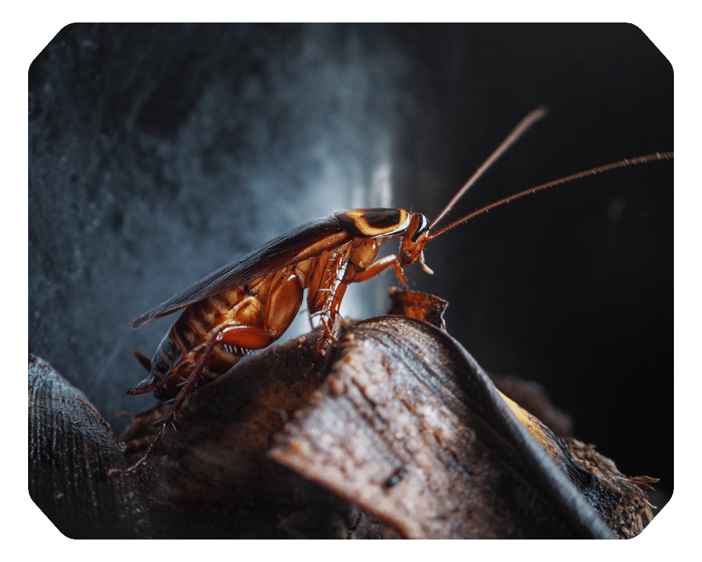 Do Cockroaches Bite Corner cockroach climbing trash pile