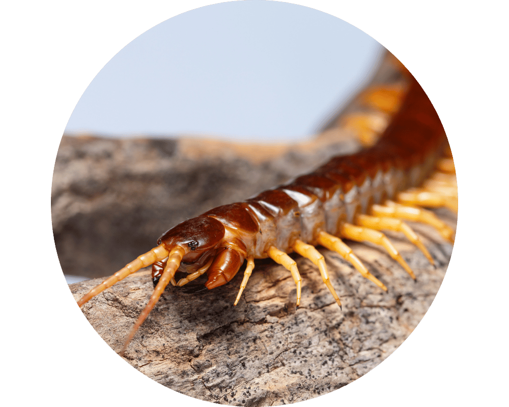 Millipede vs Centipede? This is a centipede.