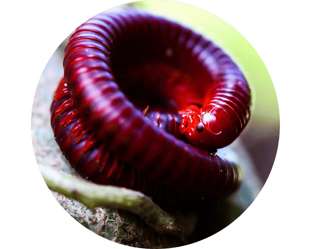 Millipede vs Centipede? This is a millipede.