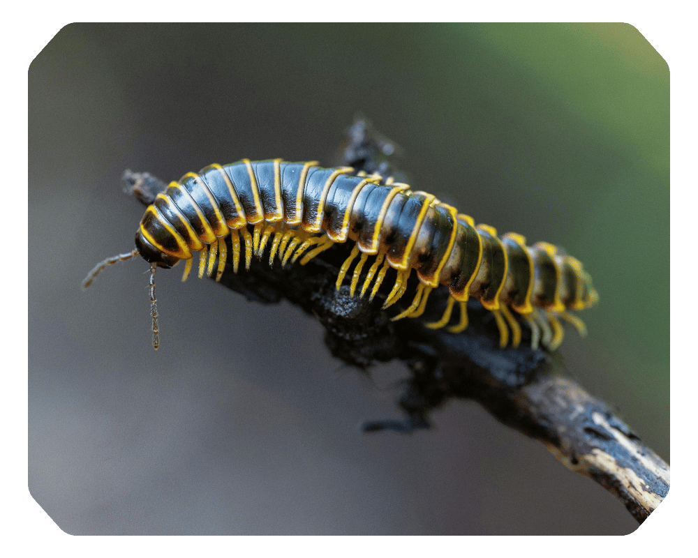 Millipedes vs Centipedes Corner 1 Millipede