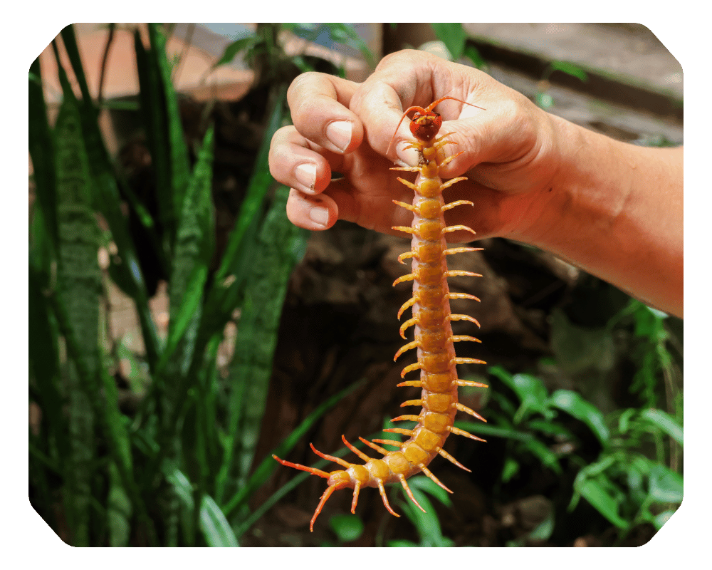 Millipedes vs Centipedes Corner 2 person holding foot-long centipede