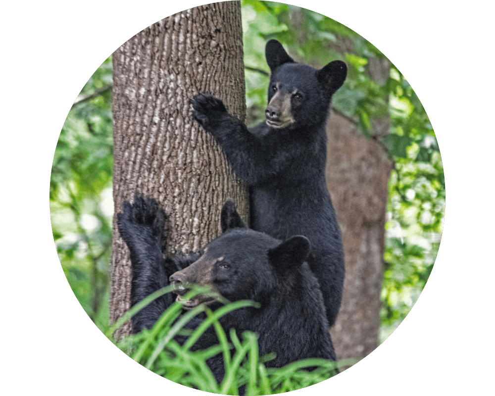 Ringwood Circle Black bears climbing trees