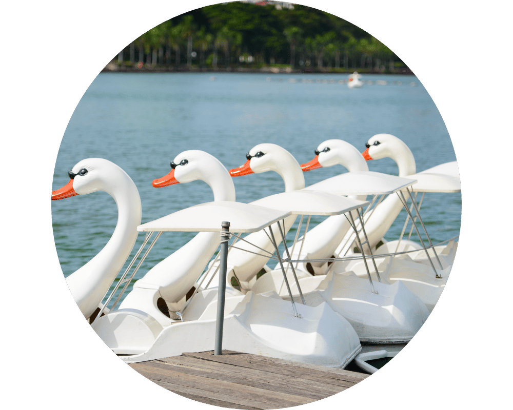 Verona Circle Swan paddle boats on Verona Lake in NJ