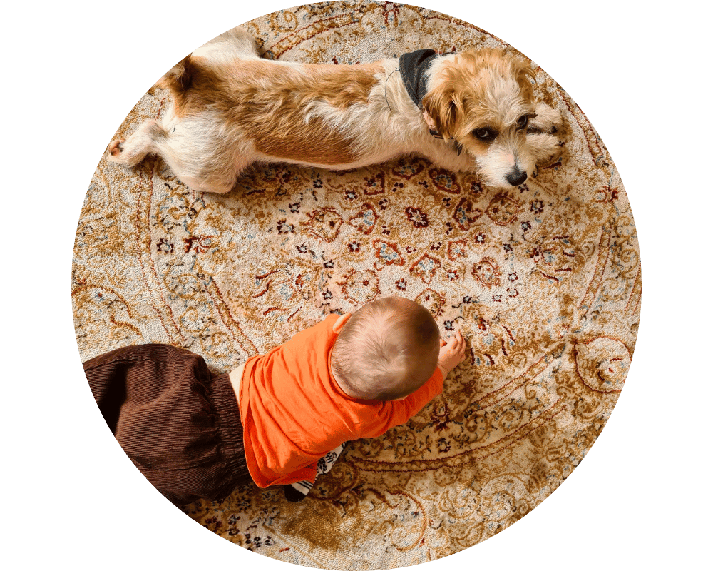 What Do Fleas Look Like Circle 2 what do fleas look like on carpet