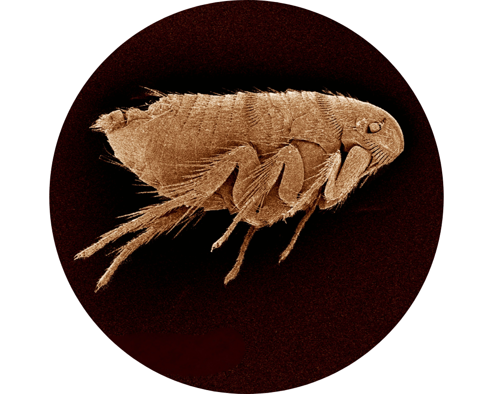 what do fleas look like