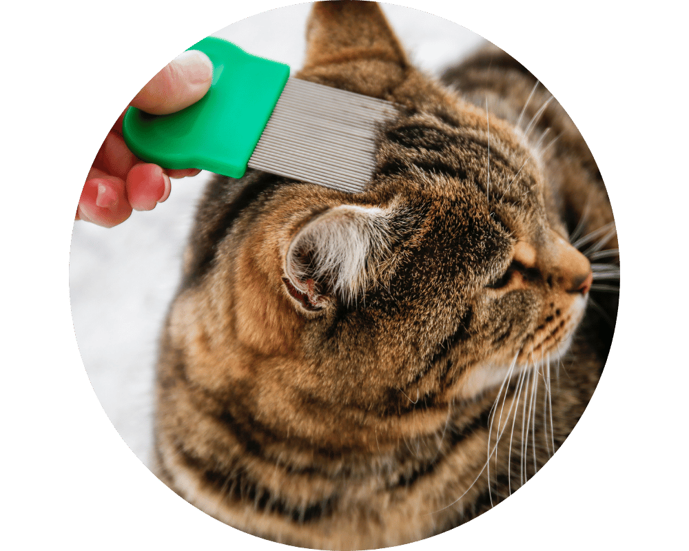 What Do Fleas Look Like Circle 3 looking for fleas on a cat