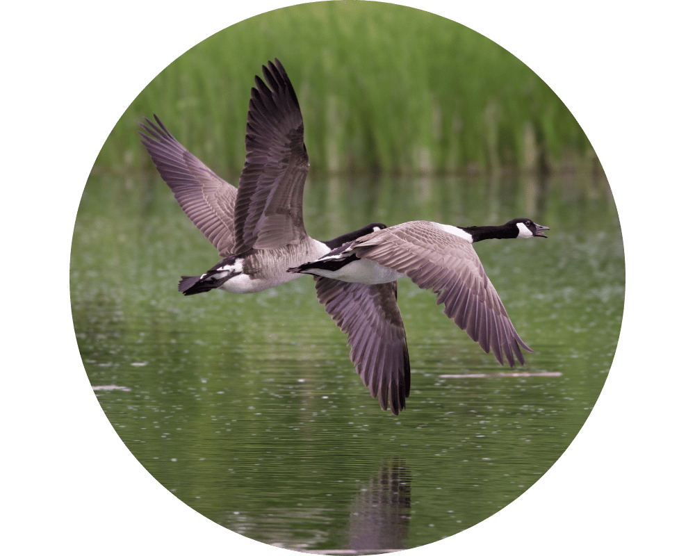 Woodland Park Circle Canada Geese near Woodland Park