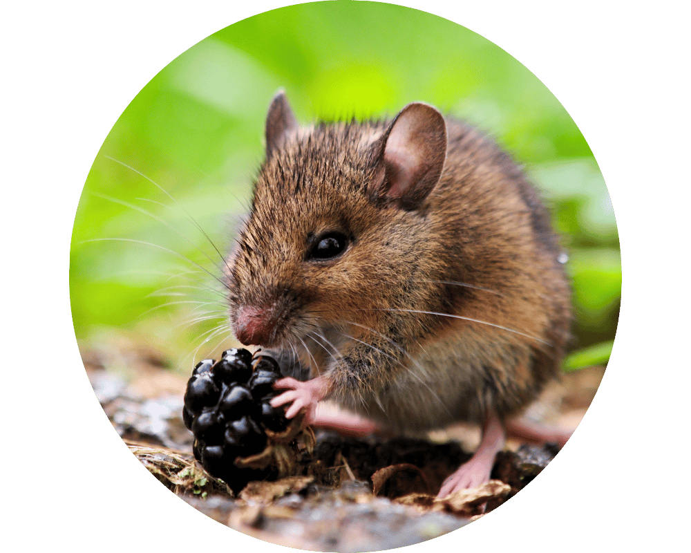 Best Mouse Bait Circle 1 Some of the best mouse bait consists of berries and other sugary fruits