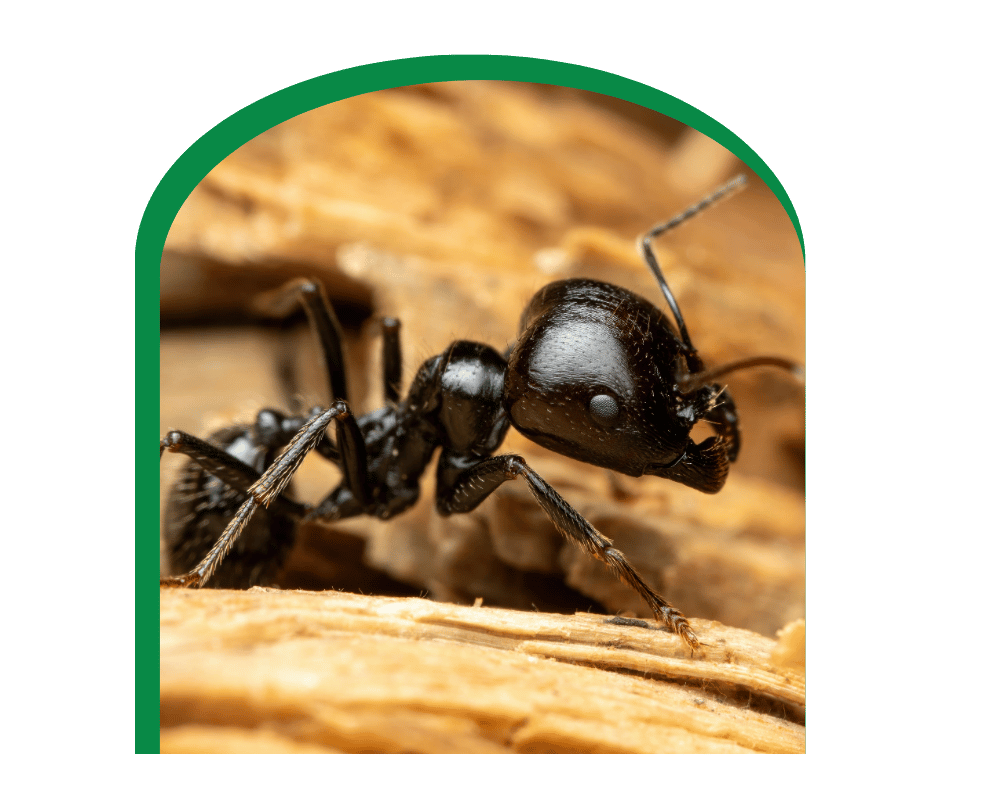 Do Carpenter Ants Bite Arch carpenter ant tunneling in wood
