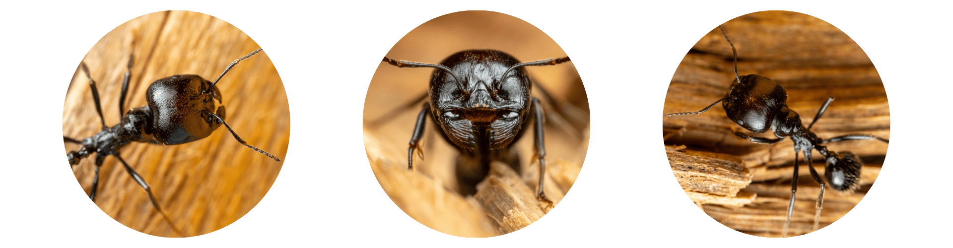 Do Carpenter Ants bite Triple Do carpenter ants bite with their big jaws