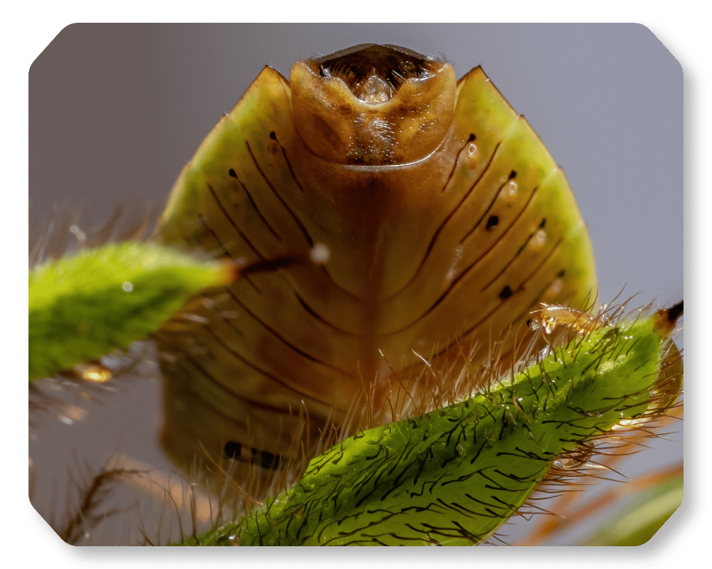 Do Dtink Bugs Bite Corner 2 close up of a stink bug's face