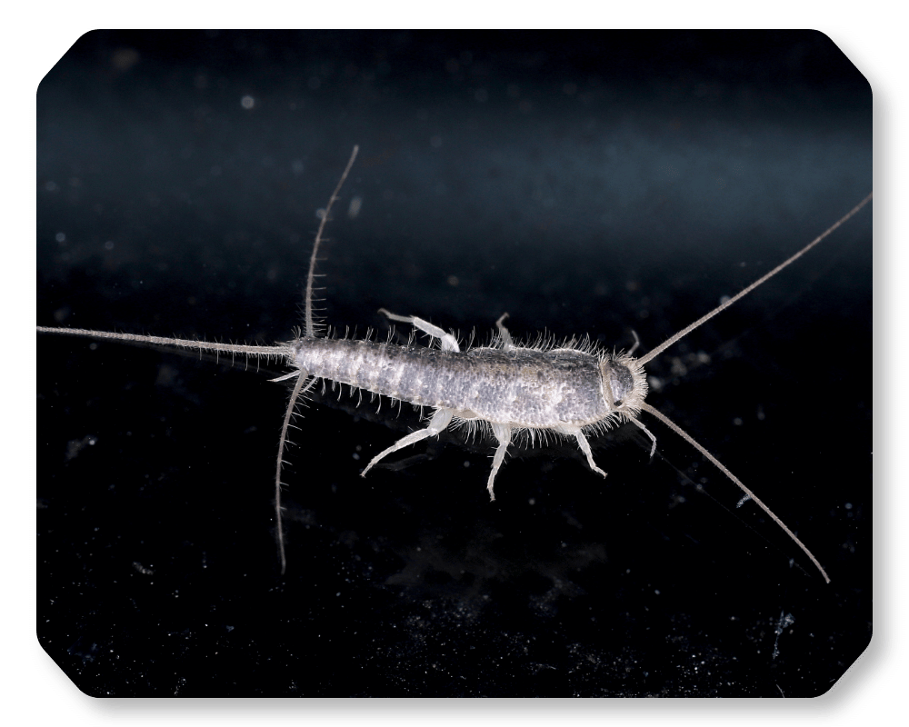 silverfish
