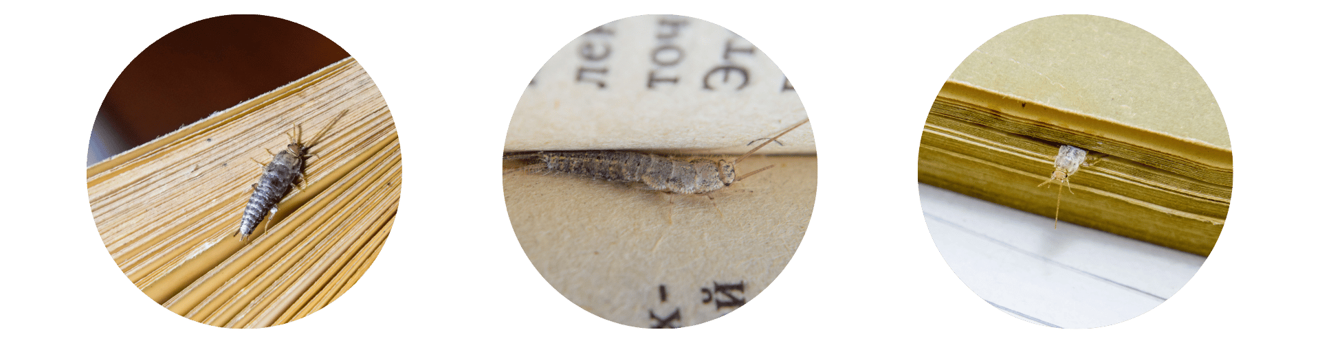 Do Silverfish bite Triple Do silverfish bite people or just books
