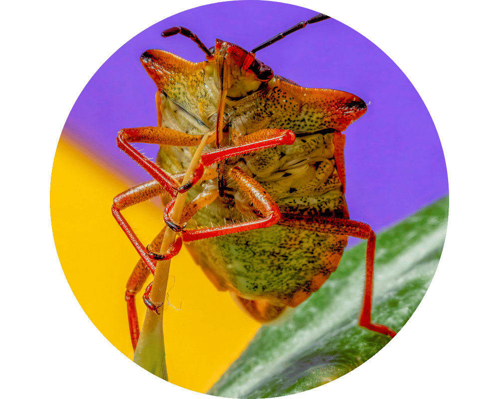 Do Stink Bugs Bite Circle 1 Do stink bugs bite with their mouths