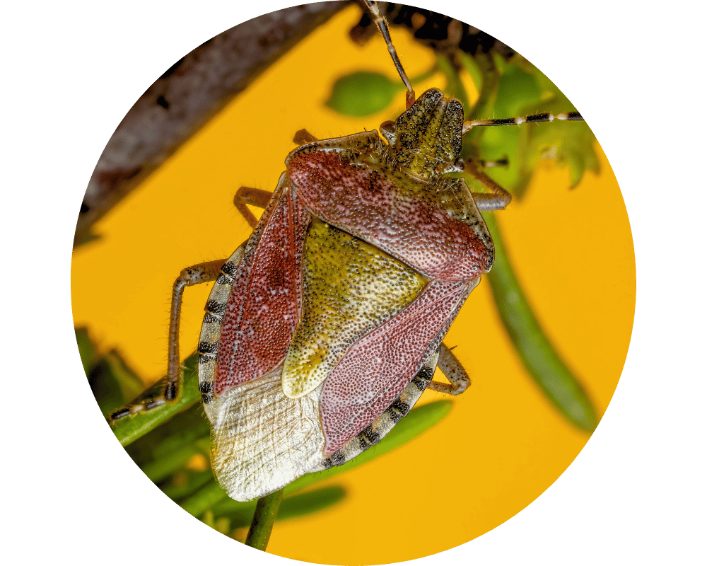 Do Stink Bugs Bite Circle 2 Do stink bugs bite people