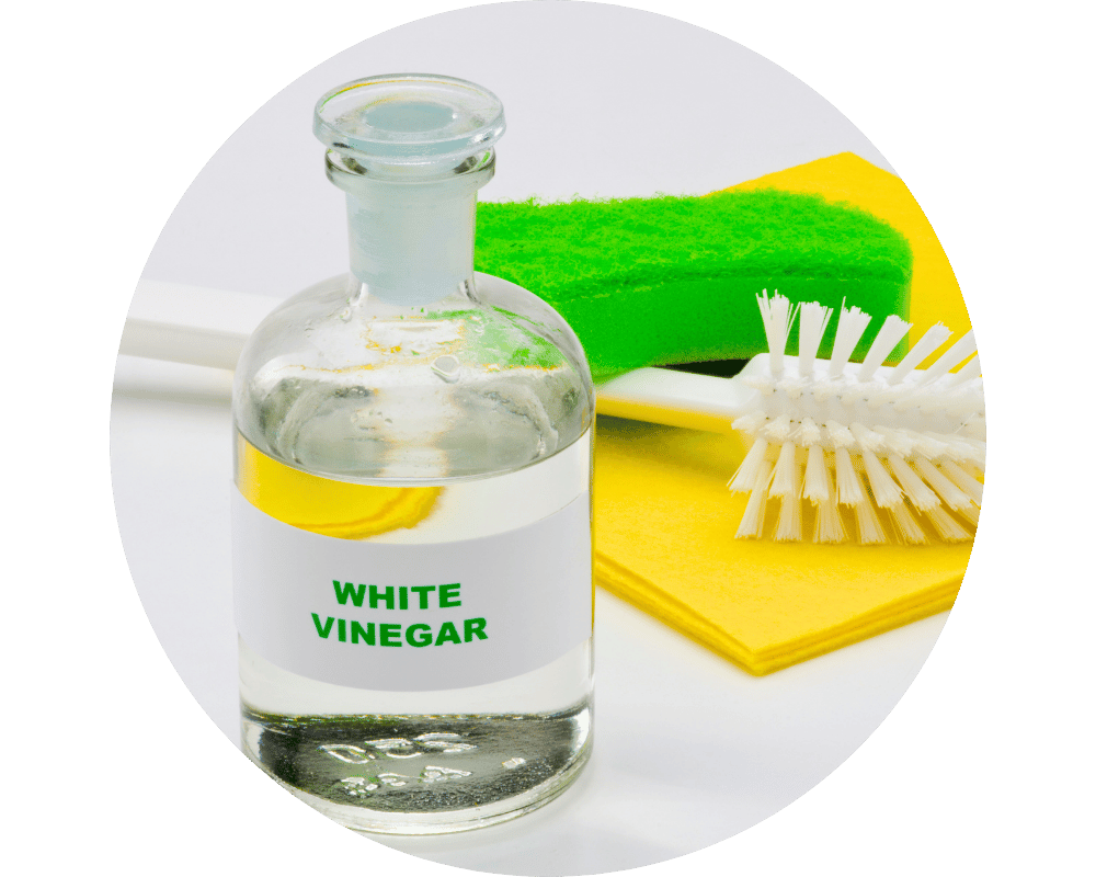 Does Vinegar Kill Ants Circle 1 Does vinegar kill ants?