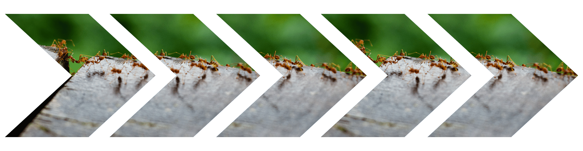Does Vinegar Kill Ants Triple trails of ants