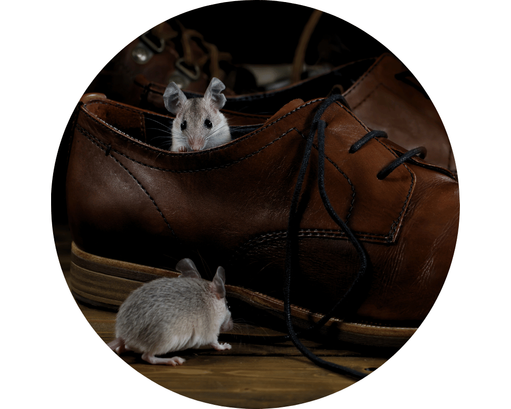 Mice in the Walls Circle 1 mice in shoe